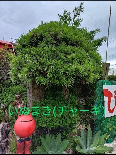 チャーギの木　10万→値下げ価格7万