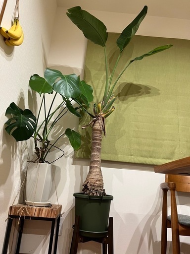 幹上がり　オーガスタ