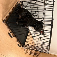 持ち運びできるペットケージの画像