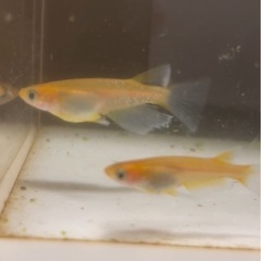 メダカ屋URUHAヒネム1ペア