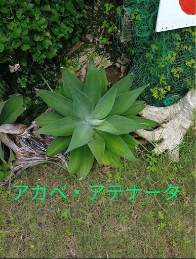 アガベ・アテナータ　10万→値下げ価格7万
