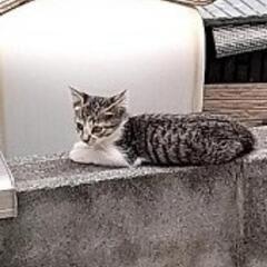 生後約2ヶ月の子猫3匹☆ - 秋田市