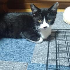 子猫五匹 − 秋田県