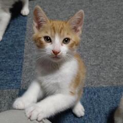 子猫五匹 - 里親募集