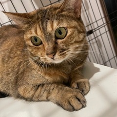 大人しいりんご猫お目々クリクリ♡