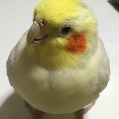 推定10さいのオカメインコです