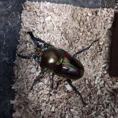 ニジイロクワガタ♂♀ペア(紫紺＆ノーマル赤系)お買得品！！の画像