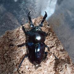 ニジイロクワガタ♂♀ペア(紫紺＆ノーマル赤系)お買得品！！の画像