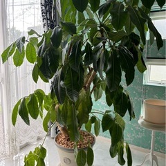 パキラみたいな植物