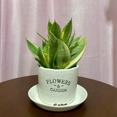 お渡し先決まりました／サンセベリア　差し上げます
