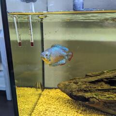 小型熱帯魚いろいろ