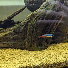 小型熱帯魚いろいろの画像