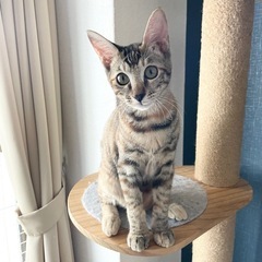 麦わら猫♡はなちゃん