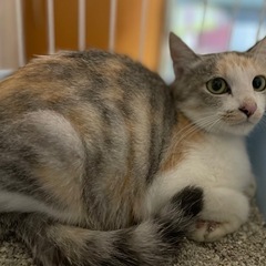 ありがとうございました✨️🙏パステルカラーの三毛トラちゃん🐈🐾3...