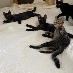 黒猫ファンの方へ🐈‍⬛🩶