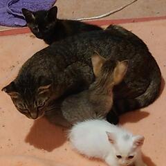 離乳しました　トータシェルブラック　メス - 猫