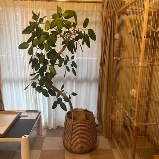 フィカスベンがレンシス鉢植え　観葉植物　おしゃれ鉢カバー