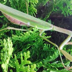 天然オオカマキリ♀単品の画像