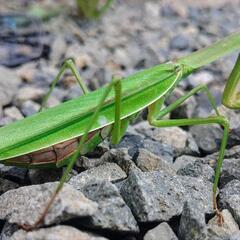 天然オオカマキリ♀単品の画像
