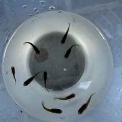 原種カラー 黒っぽいメダカ