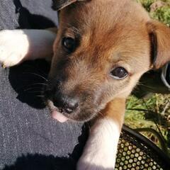 決まりました、子犬、仮名ミッチー