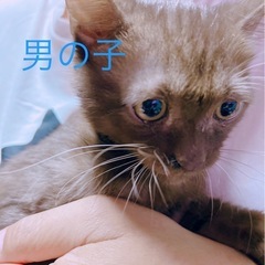 保護した猫ちゃんが出産したため