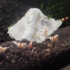 「お話中」レッドビーシュリンプ🦐