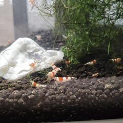 「お話中」レッドビーシュリンプ🦐の画像