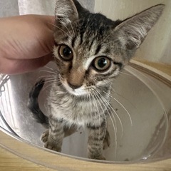 こうくん　美形男子🐈きじとら男子　
