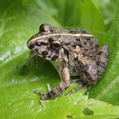 【茨城県】カエルを採取して、送っていただくお仕事です🐸