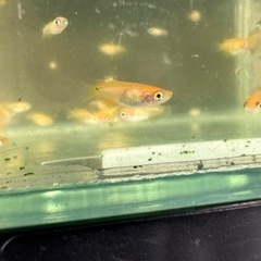 メダカ『楊貴妃ダルマ』稚魚　無選別約15匹の画像
