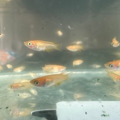 メダカ『楊貴妃ダルマ』稚魚　無選別約15匹の画像