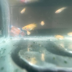 メダカ『楊貴妃ダルマ』稚魚　無選別約15匹の画像