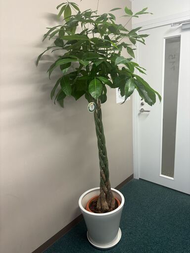 観賞植物 パキラ