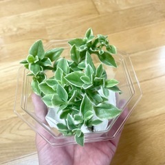 ベビーサンローズ