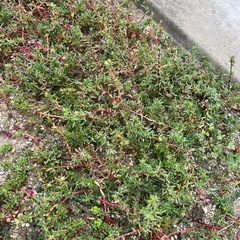 多肉植物