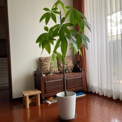 パキラ　鉢付きお値下げ