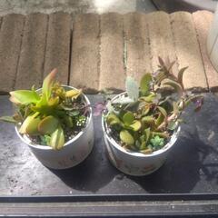 横須賀🆗多肉植物２つセット