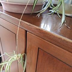 観葉植物の画像