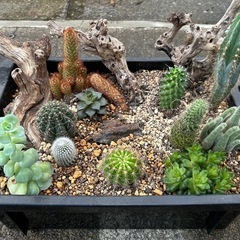 サボテン🌵寄植え