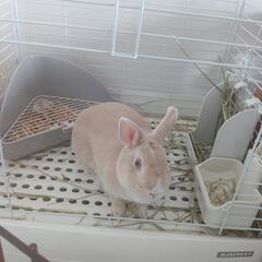 ミニうさぎ