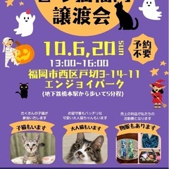 10/20さち猫福岡譲渡会