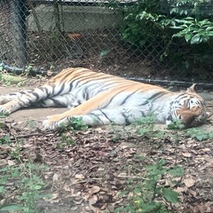生き物や動物を語るグルチャ！メンバー募集！