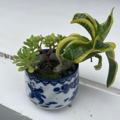 植物①の画像