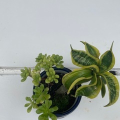 植物①の画像