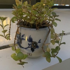 植物②の画像