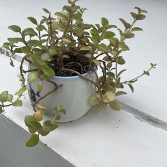 植物②の画像