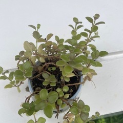 植物②の画像