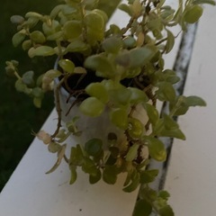 植物②の画像