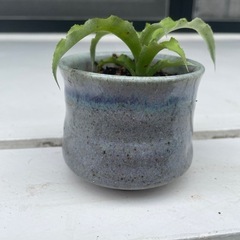 植物③の画像